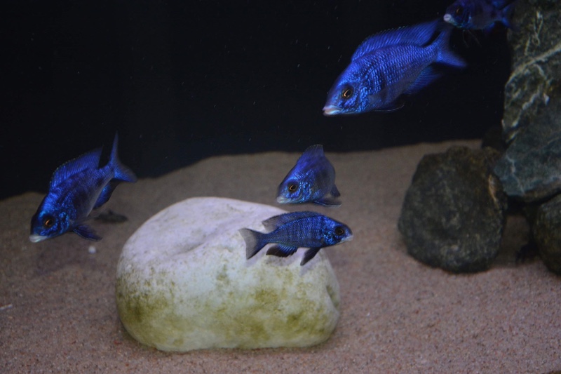 Placidochromis phenochilus 'Mdoka Reef'